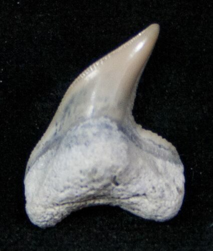 Fossil Tiger Shark Tooth - Lee Creek Mine #12873